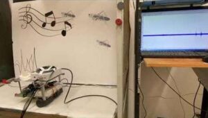 Ρομπότ μπορεί να «ακούει» χάρη σε συνδεδεμένο αυτί νεκρής ακρίδας